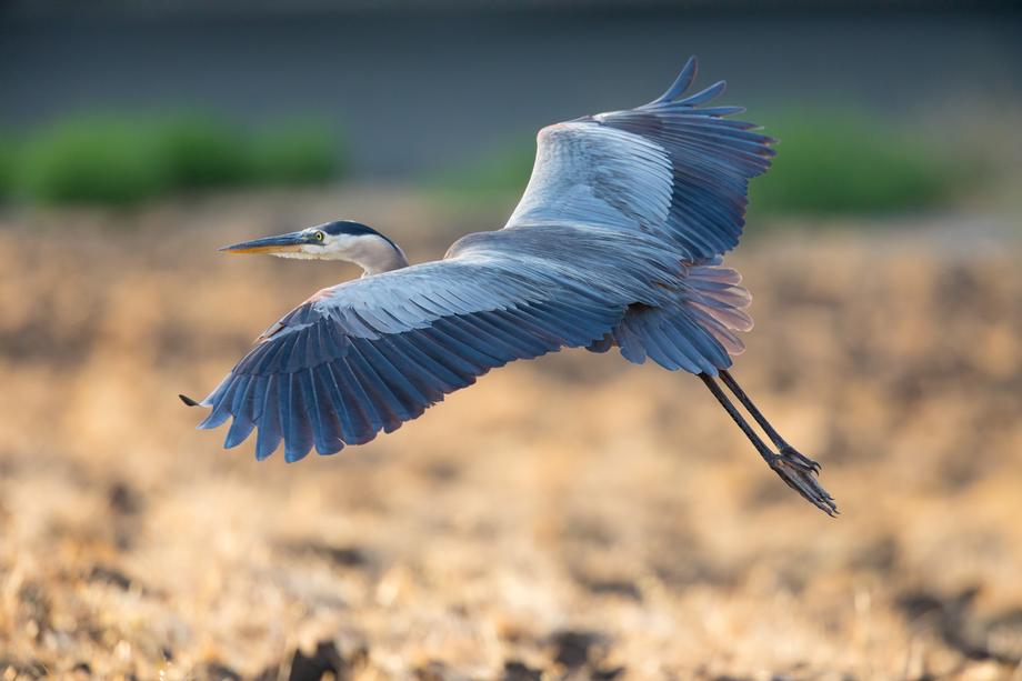 Why Blue Heron Blue Heron Financial Group